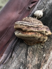 Phellinus arctostaphyli