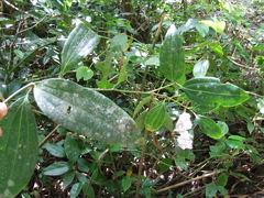 Cinnamomum verum