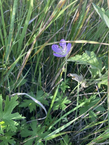 Hill geranium (Geranium collinum)