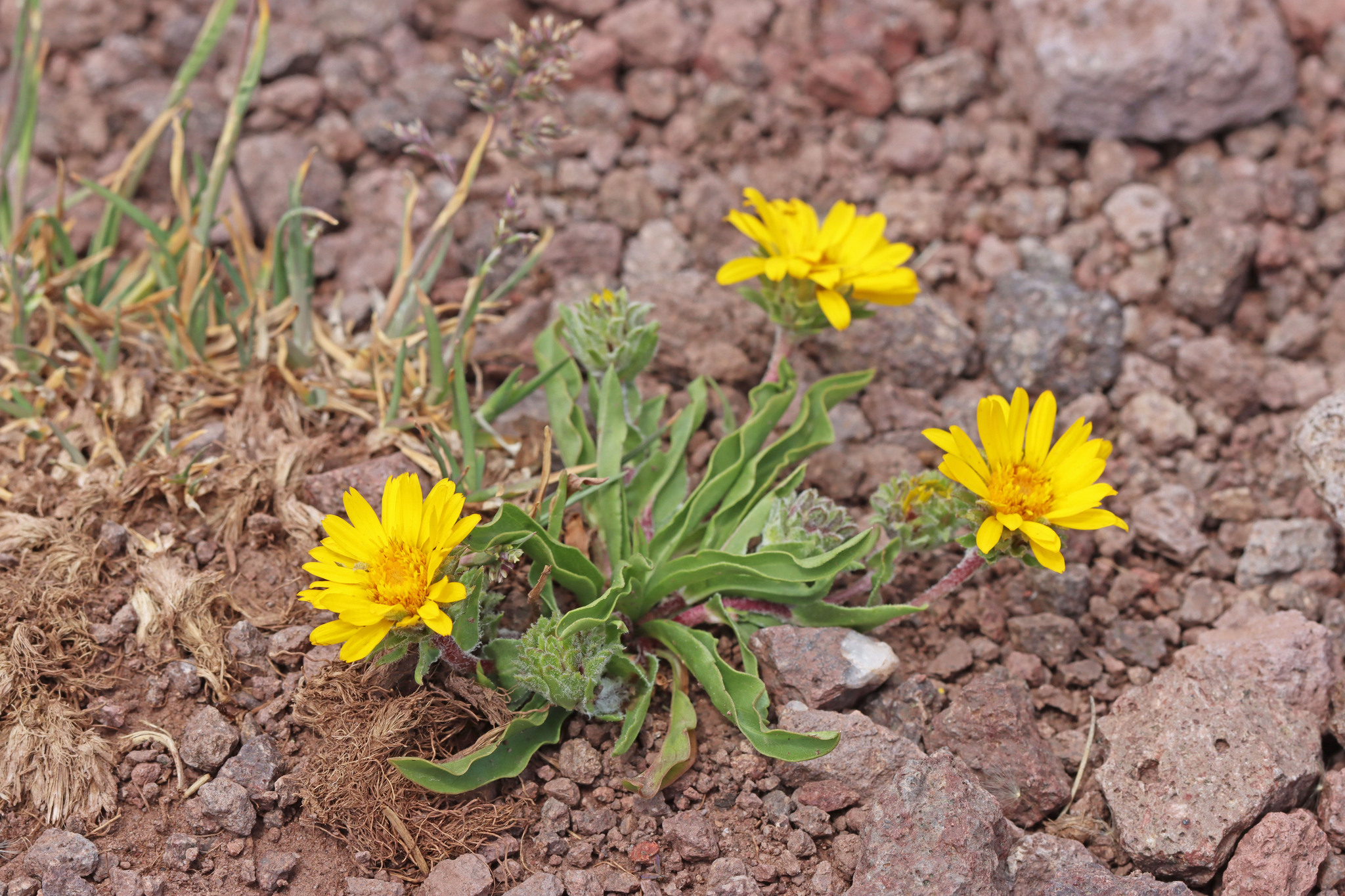 Pyrrocoma clementis var. clementis