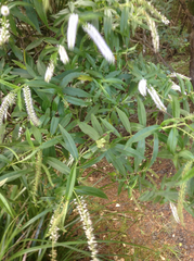 Veronica stricta stricta