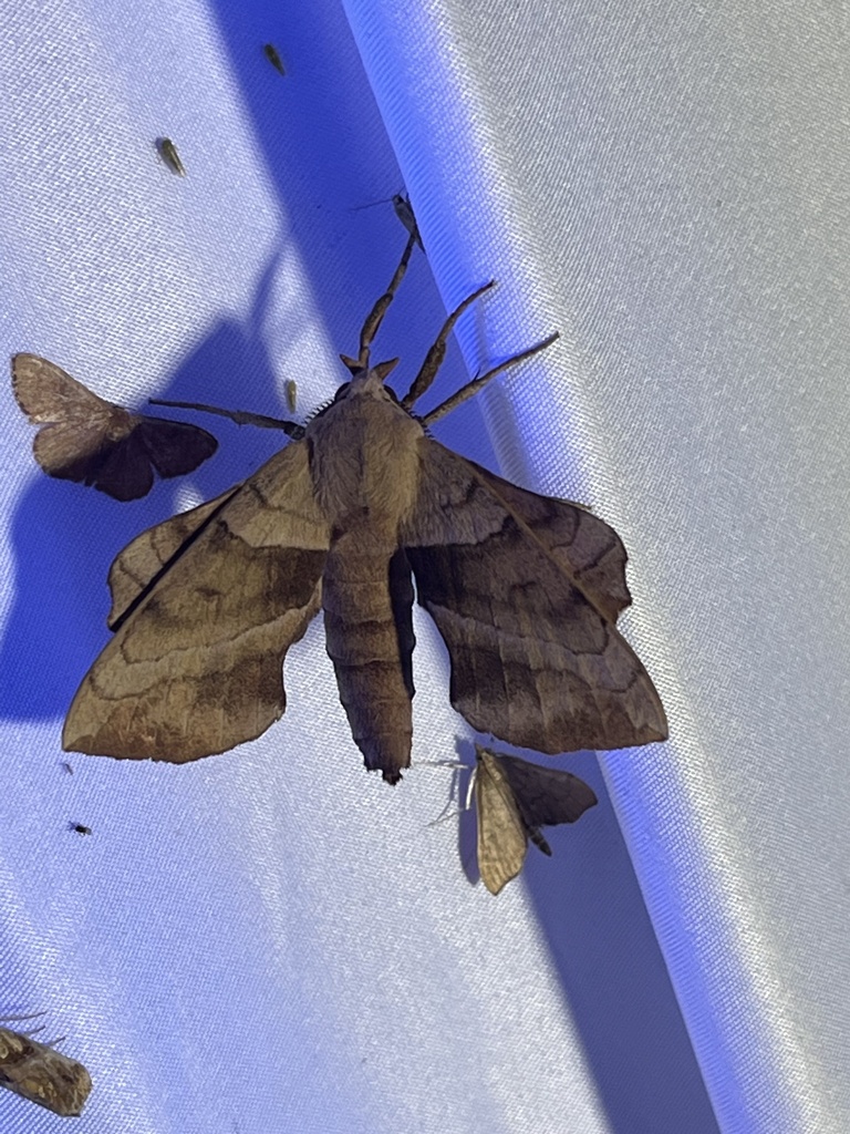 Walnut Sphinx from Lewisville, TX, US on July 25, 2023 at 05:43 AM by ...