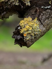 Xanthomendoza oregana