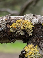 Xanthomendoza oregana