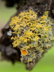 Xanthomendoza oregana