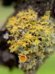 Xanthomendoza oregana