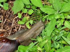 Cochlitoma granulata