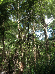 Melicytus micranthus