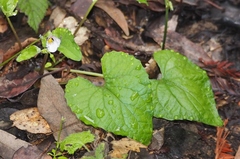 Viola ocellata