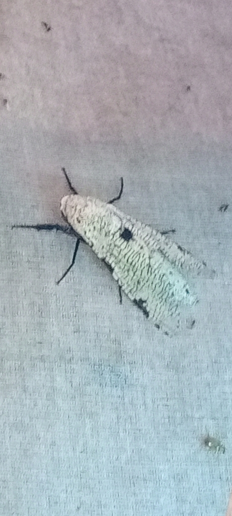 Pseudozeuzera biatra