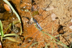Orthetrum glaucum