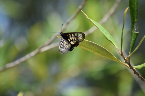 Photo of Glasswing (Acraea andromacha)