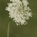 Wild Carrot - Photo (c) Zeynel Cebeci, some rights reserved (CC BY-SA)