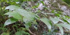 Disporum kawakamii