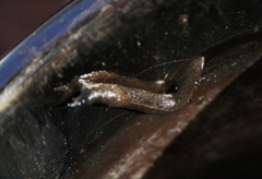 Tandonia budapestensis