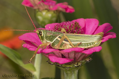 Staleochlora viridicata