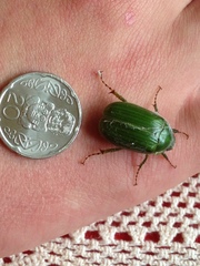 Stethaspis suturalis