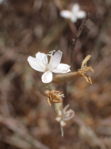 Image of Dianthus pyrenaicus by no rights reserved