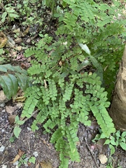Adiantum amplum