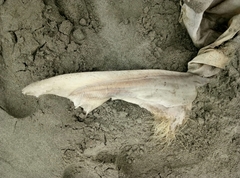 Galeorhinus galeus