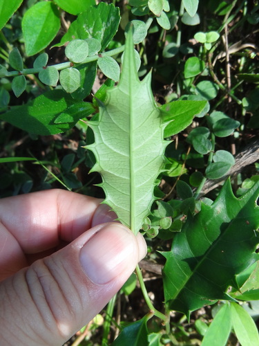 Image of Itea oldhamii by (c) 百香果, some rights reserved (CC BY)