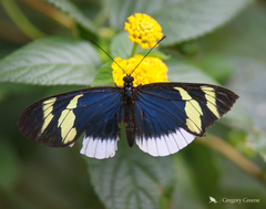Heliconius eleuchia