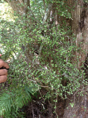 Melicytus micranthus