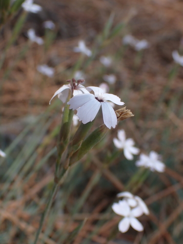 Image of Dianthus pyrenaicus by no rights reserved