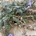 Campanula mollis - Photo (c) Daniel Petersen, some rights reserved (CC BY-NC), uploaded by Daniel Petersen