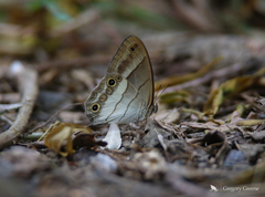 Euptychoides laccine