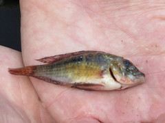 Gymnogeophagus meridionalis