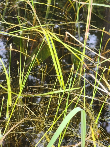 Swaying bulrush (Schoenoplectus subterminalis)