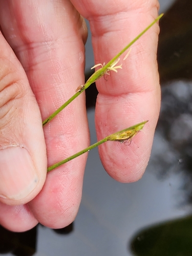 Image of Schoenoplectus subterminalis by (c) Norma Malinowski, some rights reserved (CC BY)