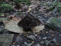 Morpho helenor montezuma
