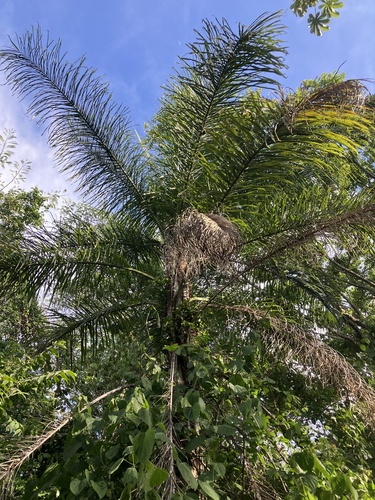 Acrocomia aculeata - Habitat