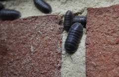 Armadillidium depressum