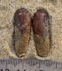 Zelithophaga truncata