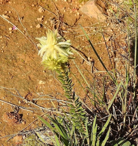 Image of Flannel Bush (Phylica plumosa) by (c) Noeleen du Toit, some rights reserved (CC BY-SA)