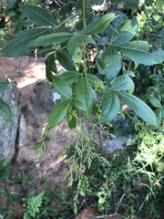 Searsia pyroides gracilis