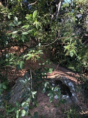 Searsia pyroides gracilis