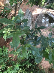 Searsia pyroides gracilis