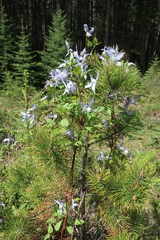 Clematis occidentalis grosseserrata