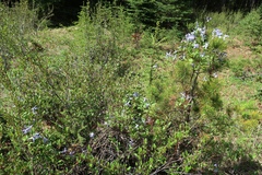 Clematis occidentalis grosseserrata