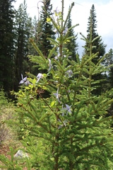Clematis occidentalis grosseserrata