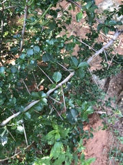 Gymnosporia harveyana harveyana