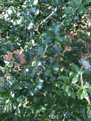 Gymnosporia harveyana harveyana