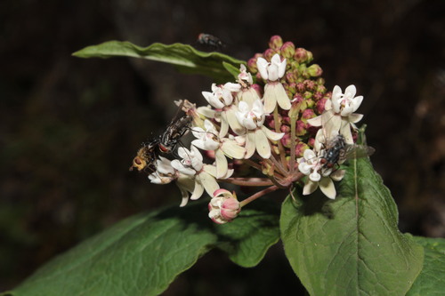 Asclepias jorgeana (Asclepias jorgeana)