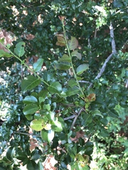 Gymnosporia harveyana harveyana