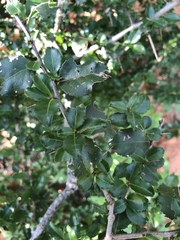 Gymnosporia harveyana harveyana