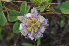 Passiflora santiagana